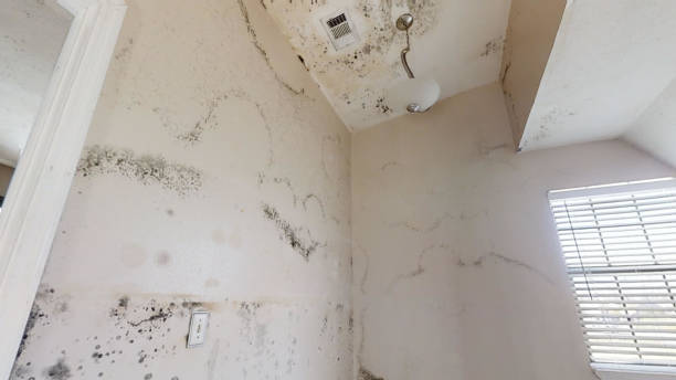 Best Residential Mold Inspection & Testing  in Munising, MI