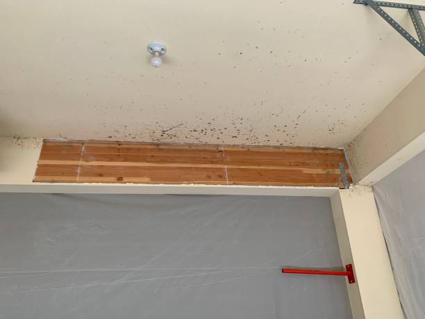 Best Air Quality Testing for Mold Spores  in Munising, MI