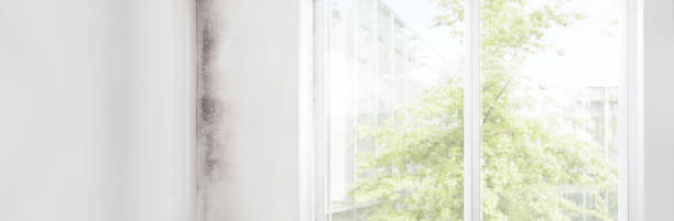 Best Asbestos and Lead Testing During Mold Inspection  in Munising, MI